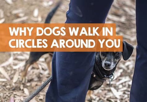Dogs Walk In Circles